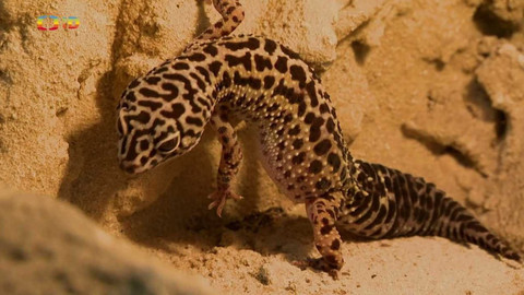 Terčin zvířecí svět - 3. listopadu 2023