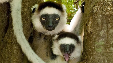 Madagaskar - 3/3 Země horka a prachu