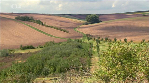 Nedej se! - Stromy v poli