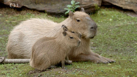 Máme rádi zvířata - 14. října 2024