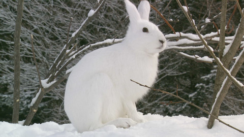 Darwinův úžasný svět zvířat - 1/12 Bílý ninja