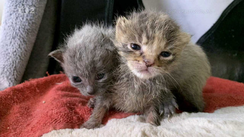 Nedej se! - Kočky nikoho