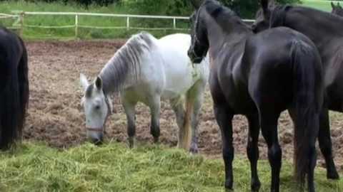 Videoatlas naší přírody - Kůň domácí