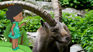 Velká kniha o zvířátkách II