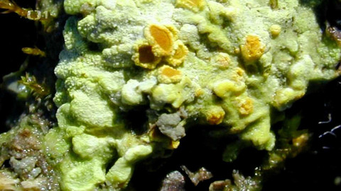 Živé srdce Evropy - Blýskavka žlutá