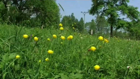 Živé srdce Evropy - Upolín evropský