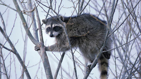 Můj mazlíček - 6/26 Anna a její mýval