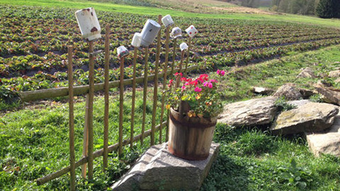 Kluci v akci - Zelná III.