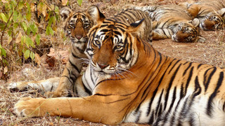 Legendární tygří Indie