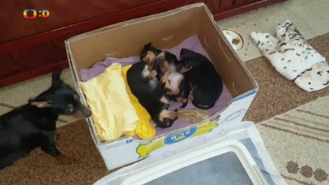 Zprávičky - 6. května 2018