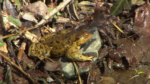 Nedej se! - Putování za láskou