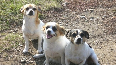 Mezi námi zvířaty - 8. listopadu 2008