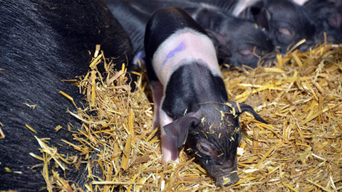 Malá farma - Prasátko v žitě