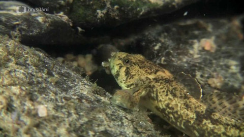 Minuty z přírody - Vranka obecná