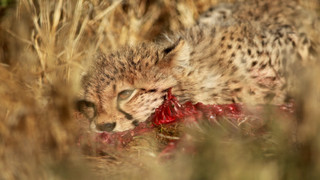 Pozoruhodná gepardí rodinka