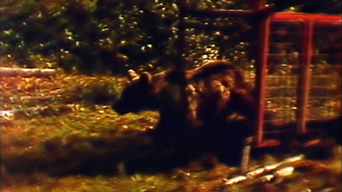 Archiv dne - 4. říjen 1981: Stěhování medvěda