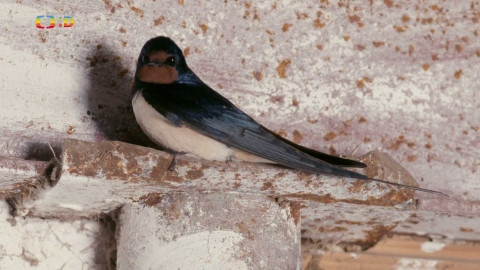 Ptačí rodinky - Vlaštovčí lásky