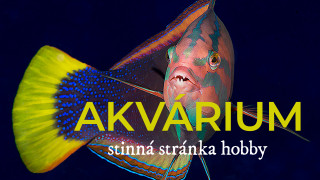 Akvárium - stinná stránka hobby