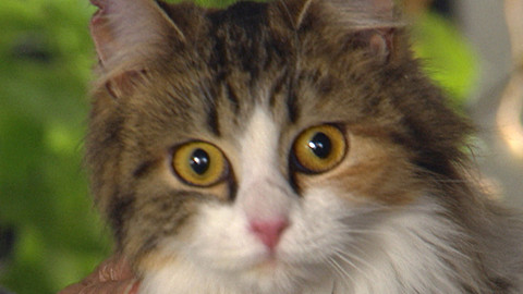 Chcete mě? - Chcete je?