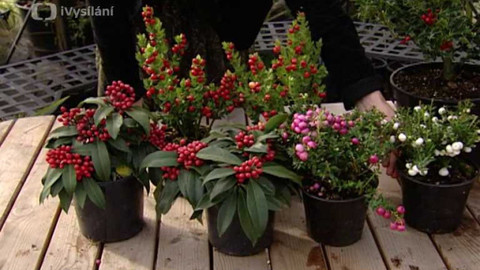 Dobrá rada nad zlato - 15. prosince 2007