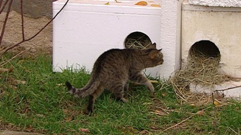 Chcete mě? - 17. prosince 2008