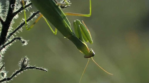 Živé srdce Evropy - Kudlanka nábožná