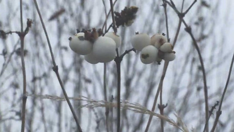 Novinky z přírody - Epizoda 33/53