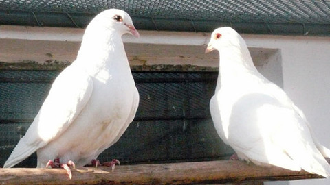 Malá farma - Holubi