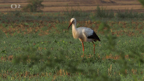 Krajina Dana Bárty - 4/6 Krajina s pastí na ptáky