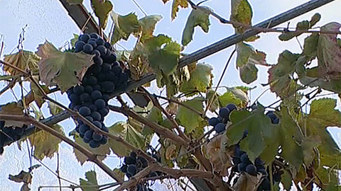 Zahrada je hra - 26. března 2006