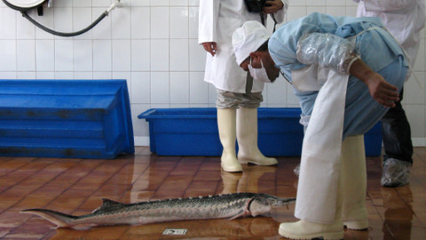 GEO 360° - Kaviár, poklad z Íránu