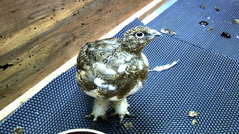 Příběhy zvířecích miminek - Epizoda 22/28