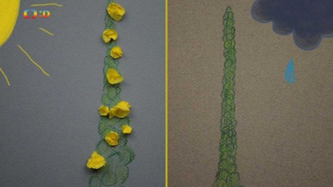 Živý svět: Kvítí - Divizna