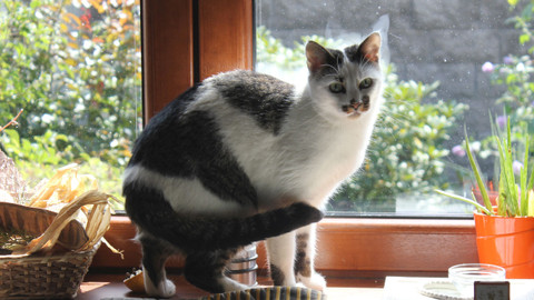 Kočka není pes - Nezvladatelná Leila a značkující Sofie