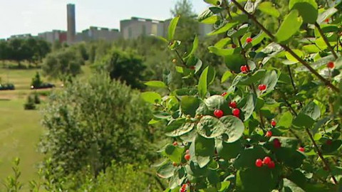 Nedej se! - Rozprodávání životního prostředí na Jižním Městě