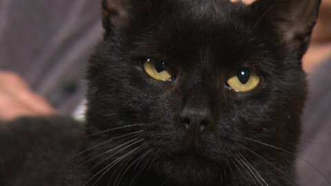 Chcete mě? - Chcete je?