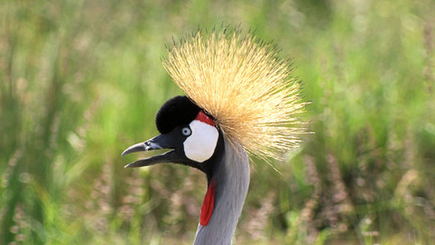 Obdivuhodný svět přírody - Jeřáb korunkatý