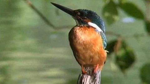 Vydrýsek - 2/13 O neposlušném synkovi