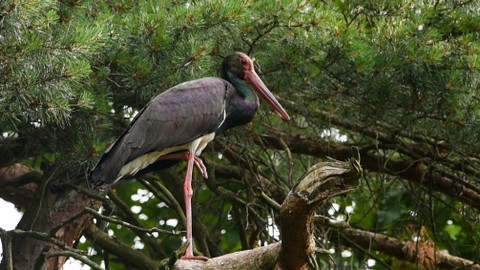 Chcete mě? - 2. září 2018