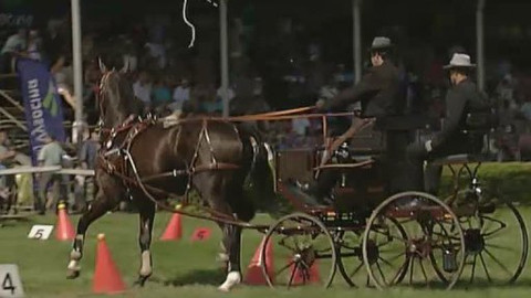 Jezdectví - Finále Zlaté podkovy