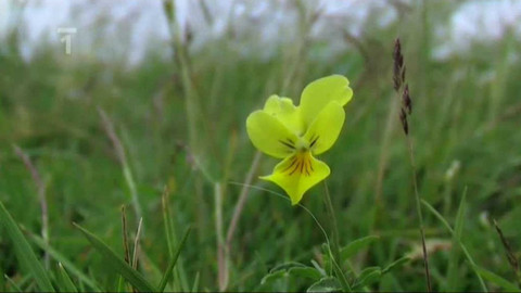 Živé srdce Evropy - Violka žlutá sudetská