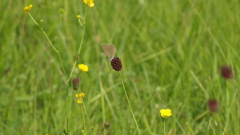 Nedej se! - Další mokřad v ohrožení
