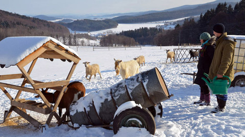 Malá farma - Na sněhových pláních