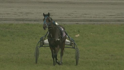 Jezdectví - Klusácký St. Leger