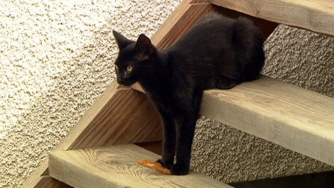 Chcete mě? - 25. září 2011