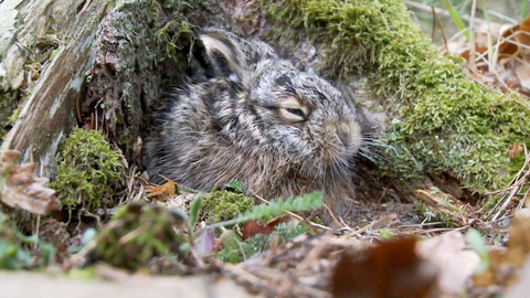 Novinky z přírody - Epizoda 6/53