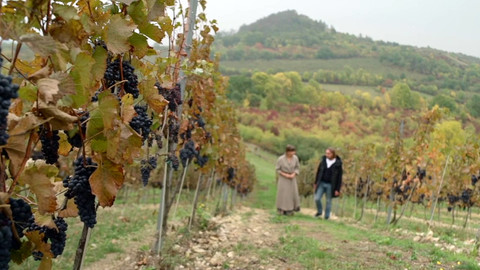 Co naše babičky uměly a na co my jsme zapomněli - Víno