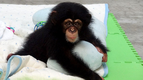 Příběhy zvířecích miminek - Epizoda 11/28