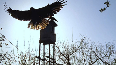Obdivuhodný svět přírody - Sovy, strážci sadů, Japonsko