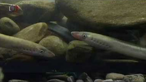 Živé srdce Evropy - Mihule potoční